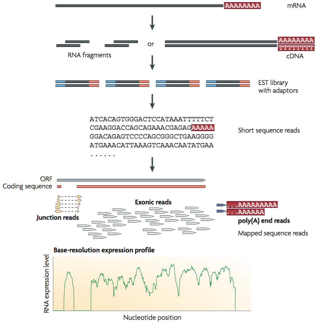 Rna Sequencing Analysis Pathway Guide